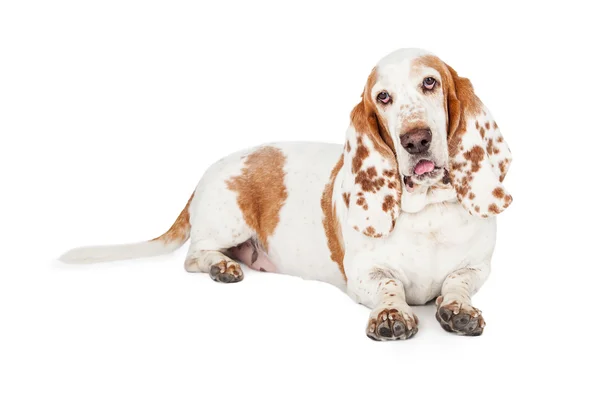 Basset cão cão de caça — Fotografia de Stock