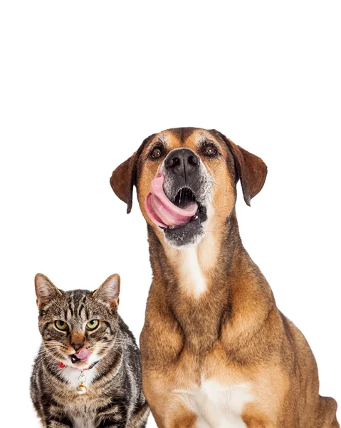 Gato e cão com línguas salientes — Fotografia de Stock