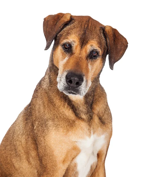 Duży mieszany pies rasy — Zdjęcie stockowe