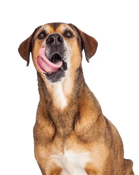 Grande cão lambendo lábios — Fotografia de Stock