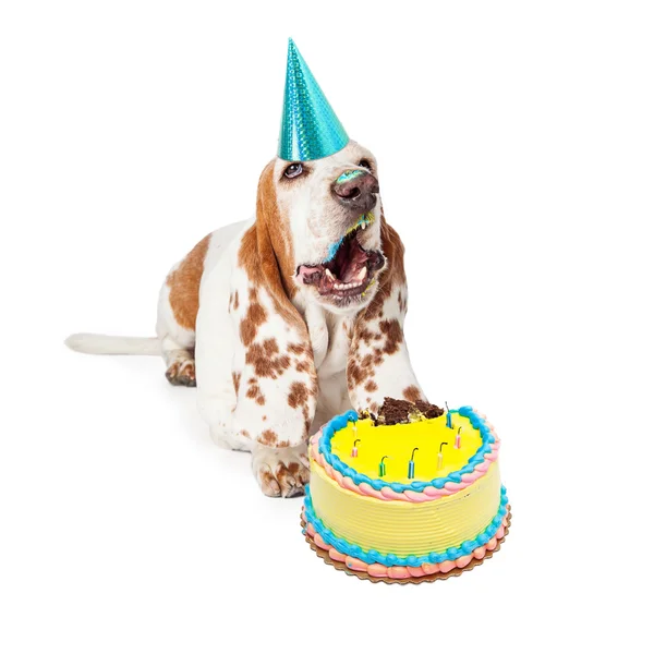 Chien de chasse Basset avec gâteau d'anniversaire — Photo