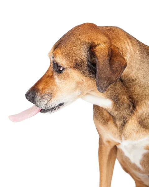 Perro sacando su lengua por la boca — Foto de Stock