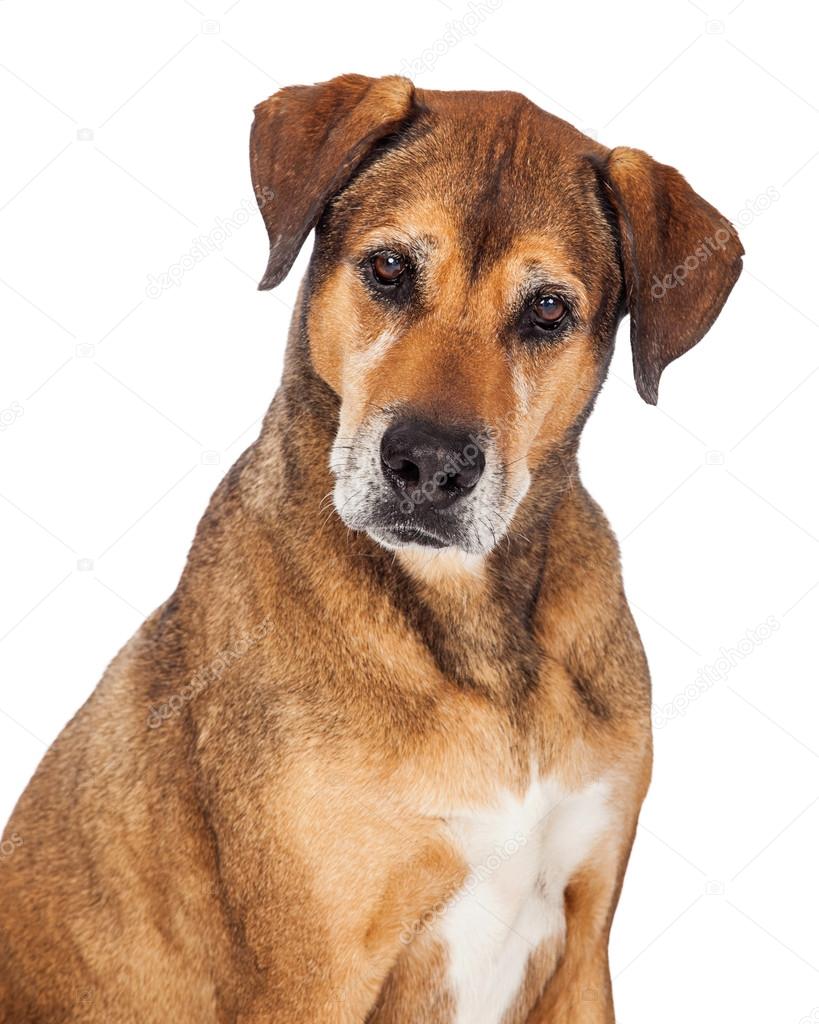 Large Mixed Breed Dog
