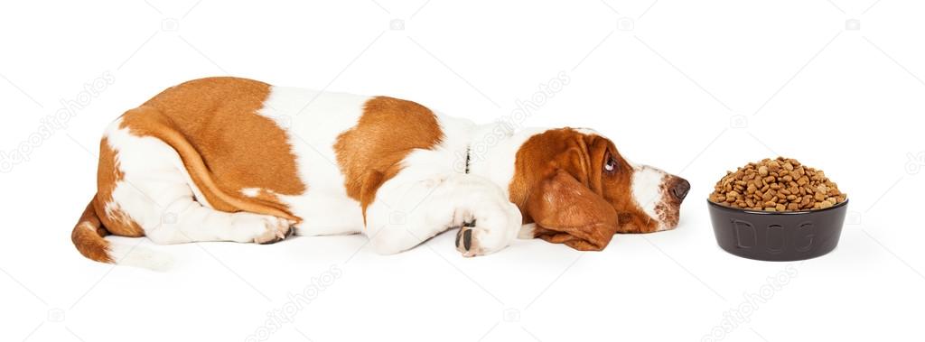 Basset Hound Dog looking at  bowl