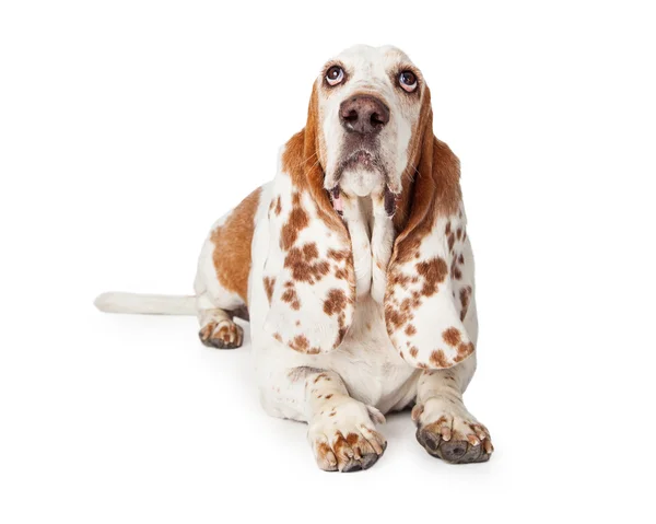 Schuldig uitziende Basset Hound Dog — Stockfoto