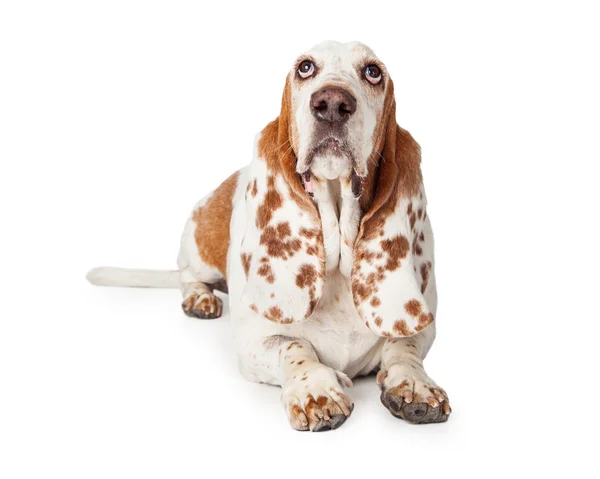 Skyldig letar Basset Hound Dog — Stockfoto