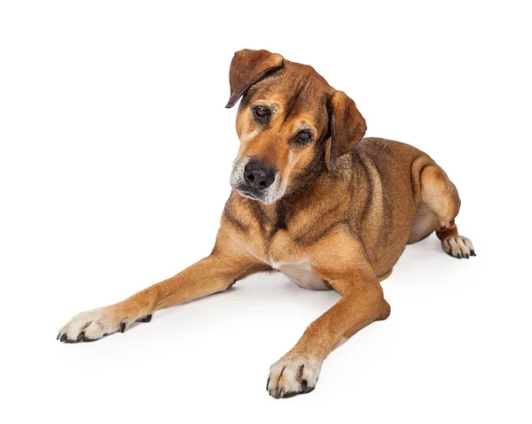 混合品種犬で床を敷設 — ストック写真