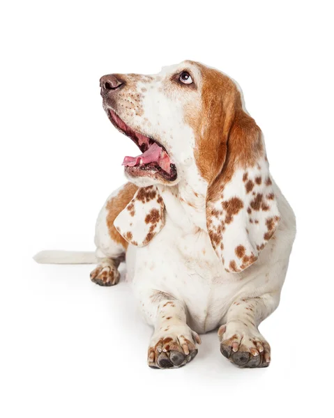 Bostezando Basset Hound Dog — Foto de Stock