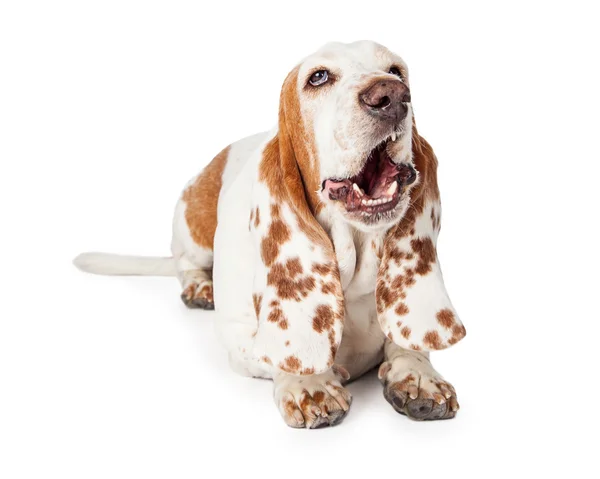 Basset hound pes — Stock fotografie