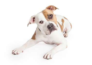 American Staffordshire Terrier Pit Bull dog clipart