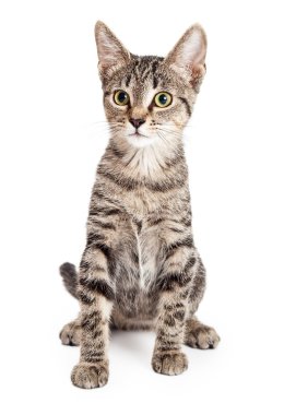 Genç tabby yavru kedi