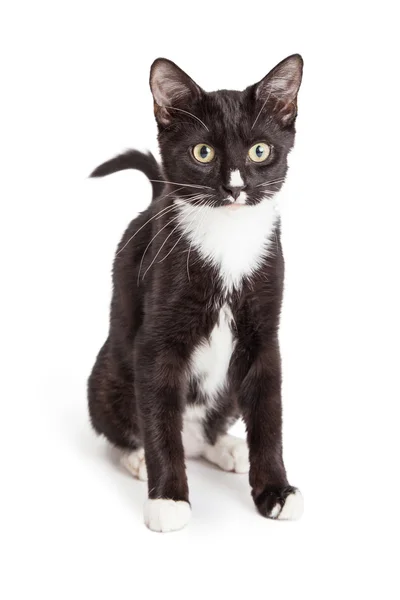 Black and white kitten — Stock Photo, Image