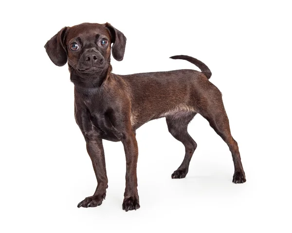 Beagle and Chihuahua crossbreed dog — Stock fotografie