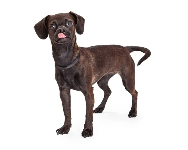 Beagle and Chihuahua crossbreed dog — Stok fotoğraf