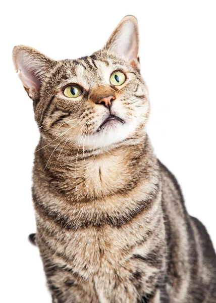 Табби-кот смотрит вверх — стоковое фото