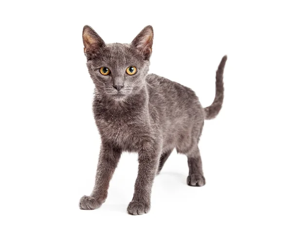 Grey  domestic shorthair kitten — Zdjęcie stockowe