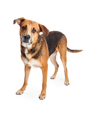 Çoban azman köpeği