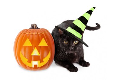 Halloween  cat  wearing  witch hat with