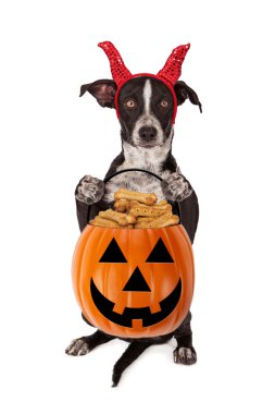Halloween Puppy with pumpkin