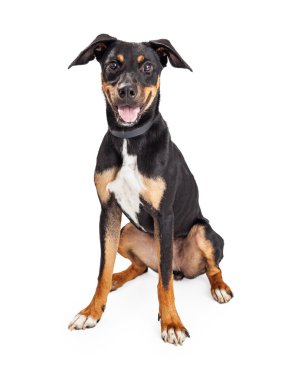Young mixed breed dog clipart