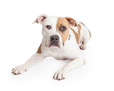 American Staffordshire Terrier Pit Bull dog clipart