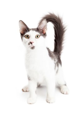 gri işaretler ile beyaz kedi