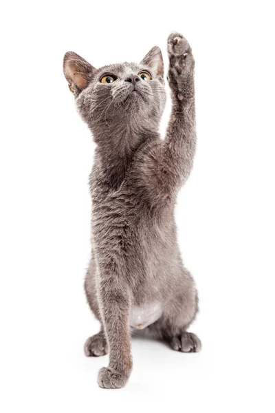 Playful grey color kitten — Stok fotoğraf