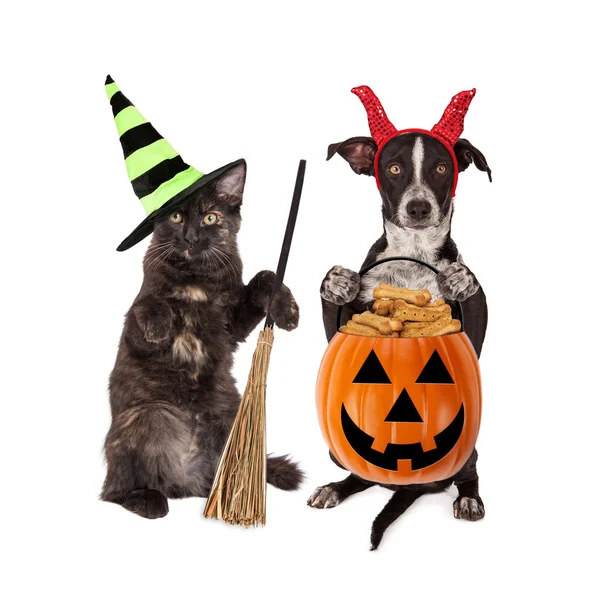 Gatinho e filhote de cachorro vestidos com trajes de Halloween — Fotografia de Stock