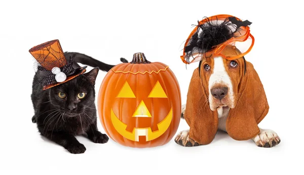 Gato y perro de Halloween en sombreros divertidos — Foto de Stock