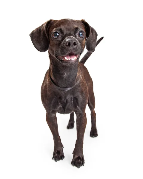 Chien croisé Beagle et Chihuahua — Photo