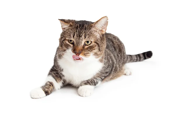 Gestromte Katze leckt Lippen — Stockfoto