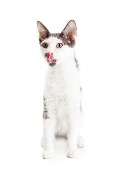 Котёнок облизывает губы — стоковое фото