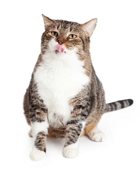 Übergewichtige Katze leckt Lippen — Stockfoto