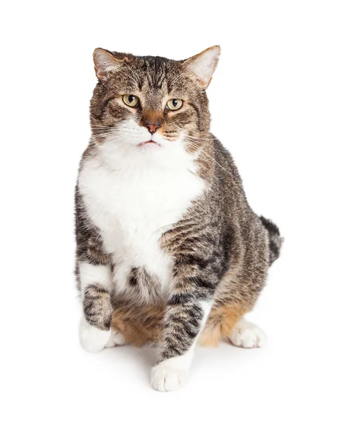 Overweight tabby cat — 스톡 사진