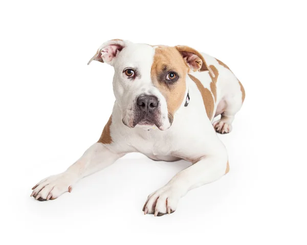 American Staffordshire Terrier Pit Bull dog — Fotografia de Stock