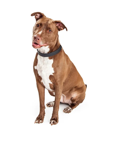 American Staffordshire Terrier Pit Bull cane — Foto Stock