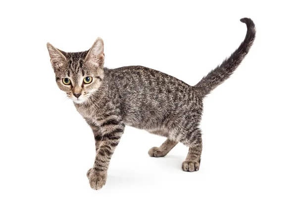 Cute little tabby kitten — Stock Photo, Image