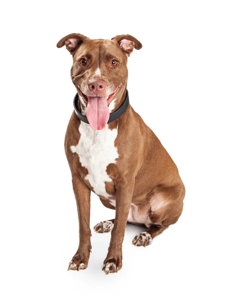 Американская стаффордширская собака — стоковое фото