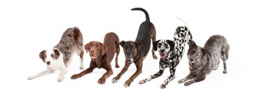 playful and obedient dogs clipart