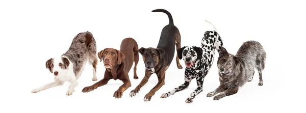 Speels en gehoorzame honden — Stockfoto