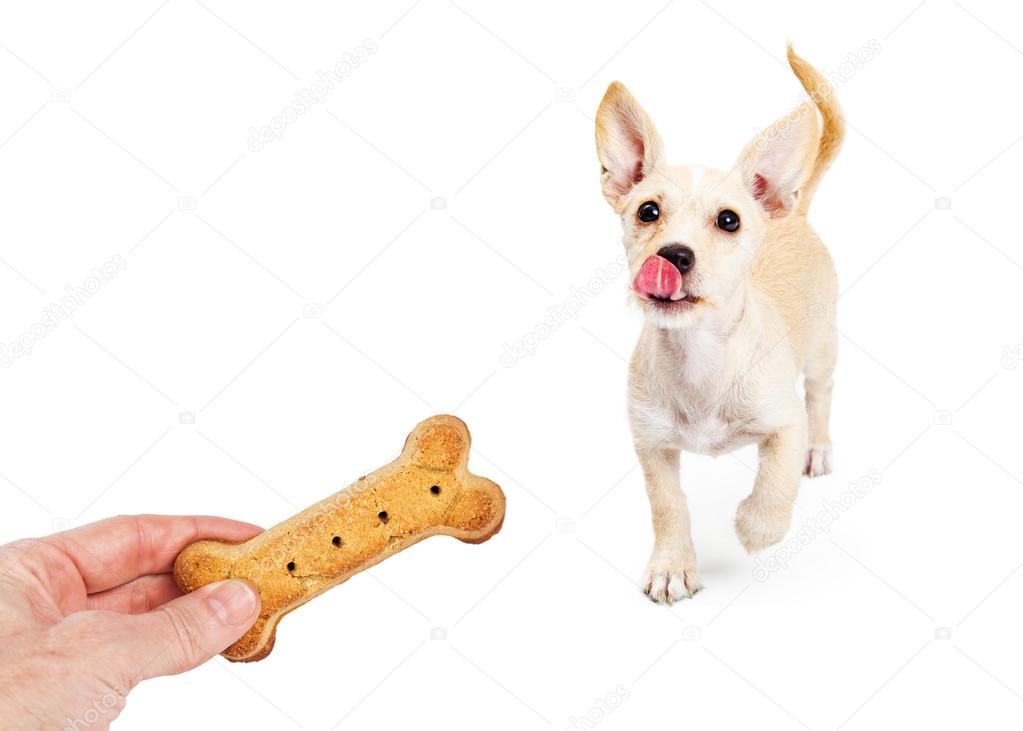 puppy running towards hand with treat