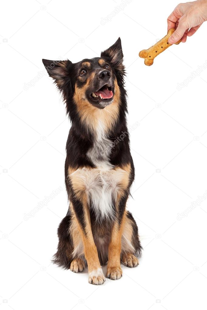 dog looking up at hand with treat