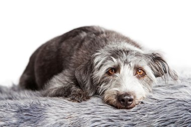 pis terrier doğurmak köpek