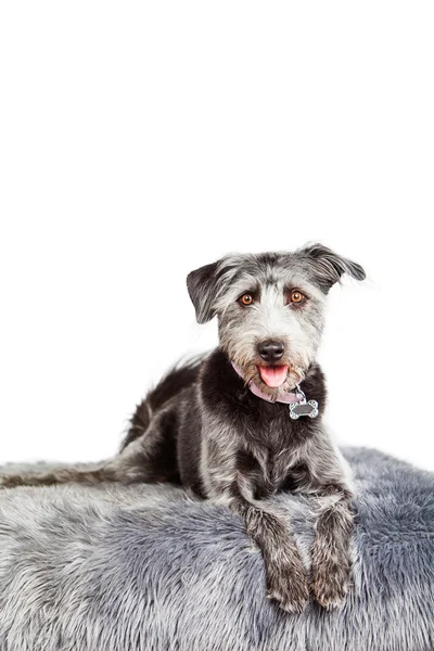 Terrier dog laying on  fur rug — Stock Photo, Image