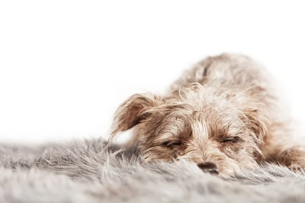Спящая собачка — стоковое фото