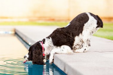 Spaniel köpek içme suyu havuzu dışında