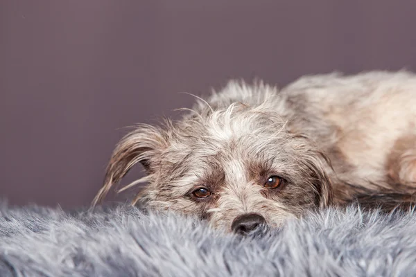 Terrier cruzamento cão que coloca no cobertor — Fotografia de Stock