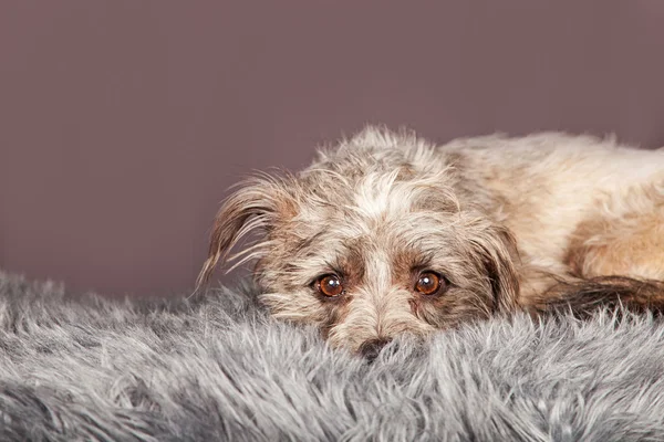 Terrier incrocio cane posa su coperta — Foto Stock
