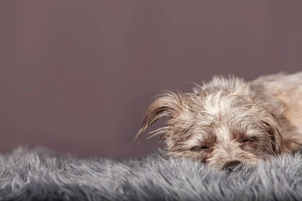 Adormecido terrier misto raça cão — Fotografia de Stock