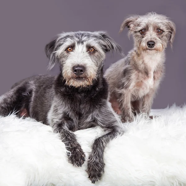 Scruffy terrier perros de raza cruzada —  Fotos de Stock